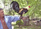 roosterman1.JPG  Larry Ray holds one of his roosters at his home in Pacolet Friday. Ray has around thirty of the birds. Ray was fined because his roosters are a nuisance to some of his neighbors.